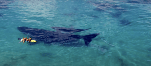 whales paddleboarders Esperance