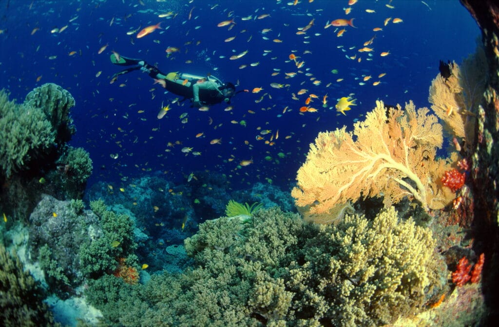 Diving in Andaman Sea