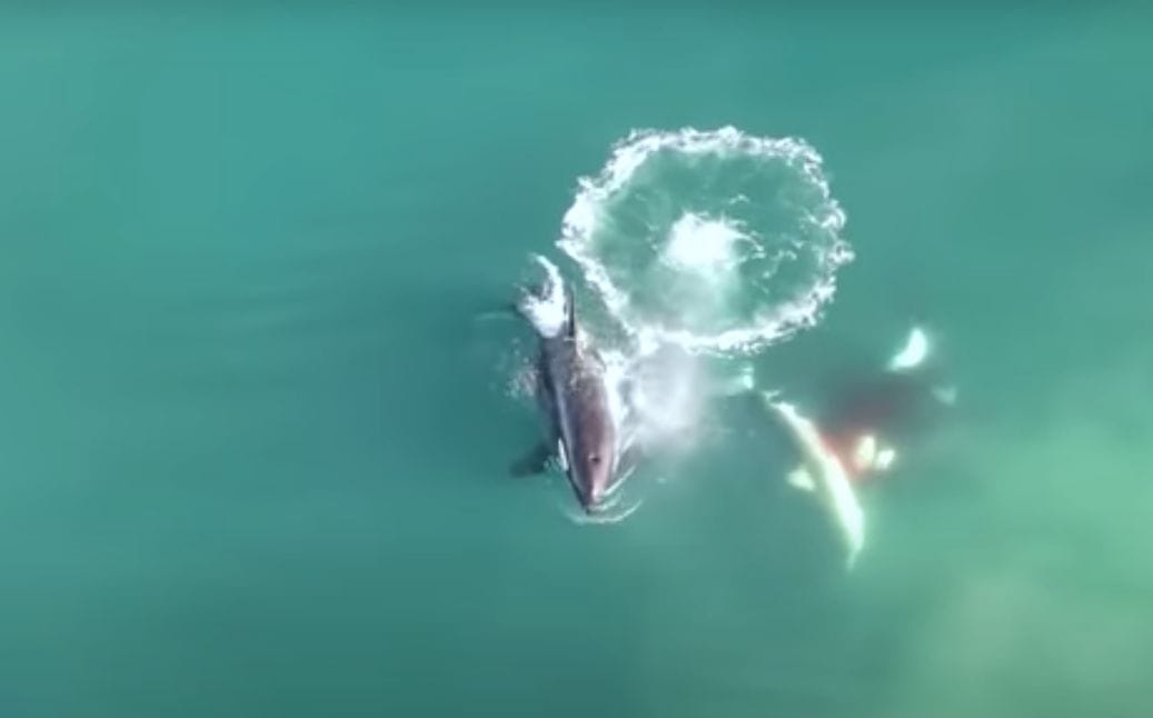 VIDEO: Drone Footage Shows Orcas Killing Great White Shark