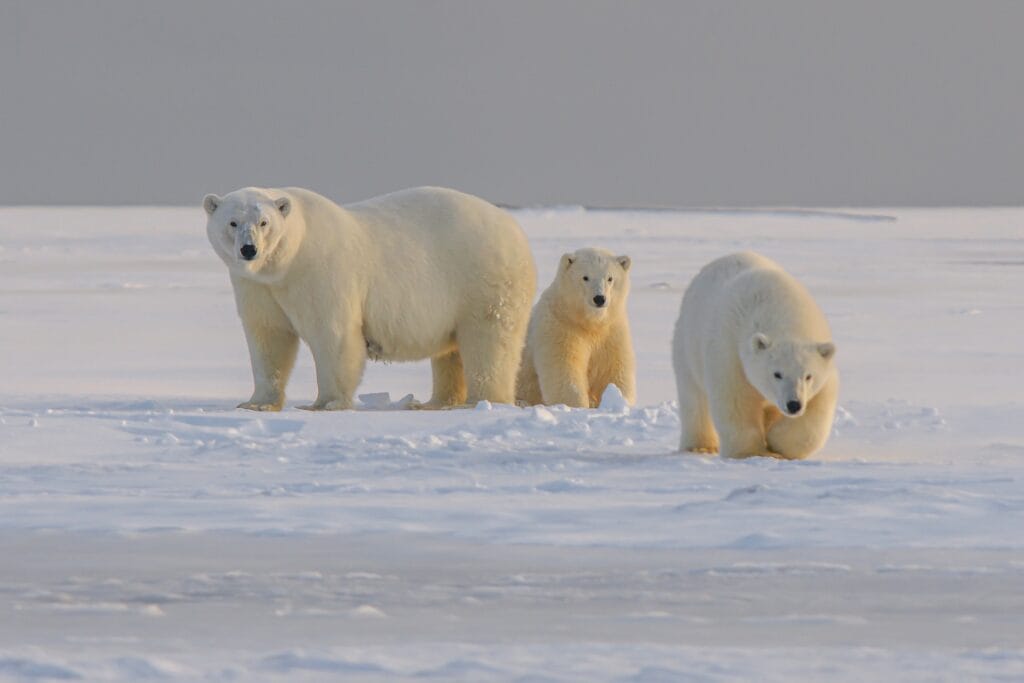 Polar bears in Alaska