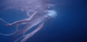 long tentacled pink giant squid underwater