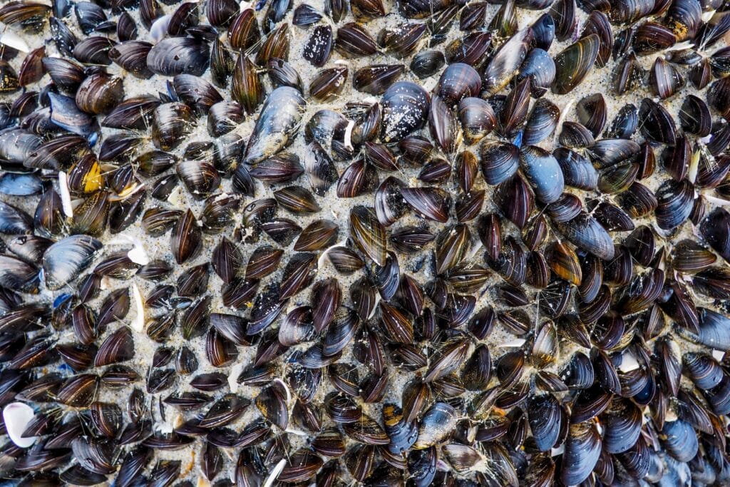 Mussels