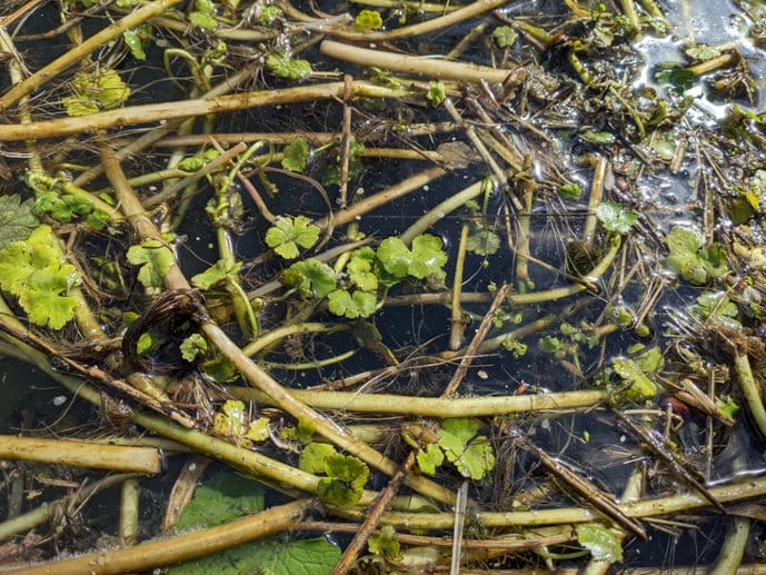 Floating Pennywort