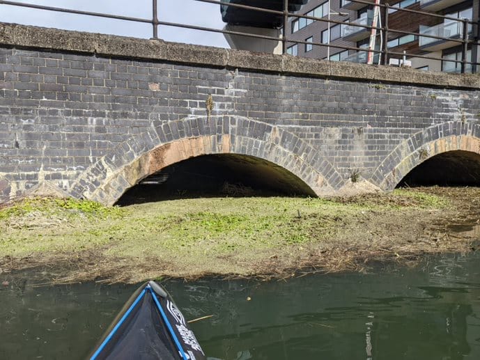 Floating Pennywort