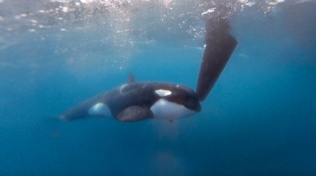 Orca bites yacht rudder