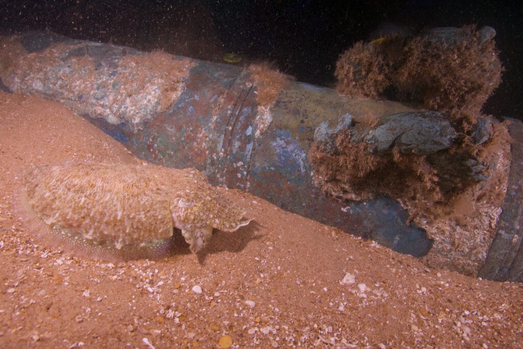 The makers name found on a gun discovered at the wreck site  © James Clark