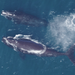 North Atlantic Right Whale Consortium