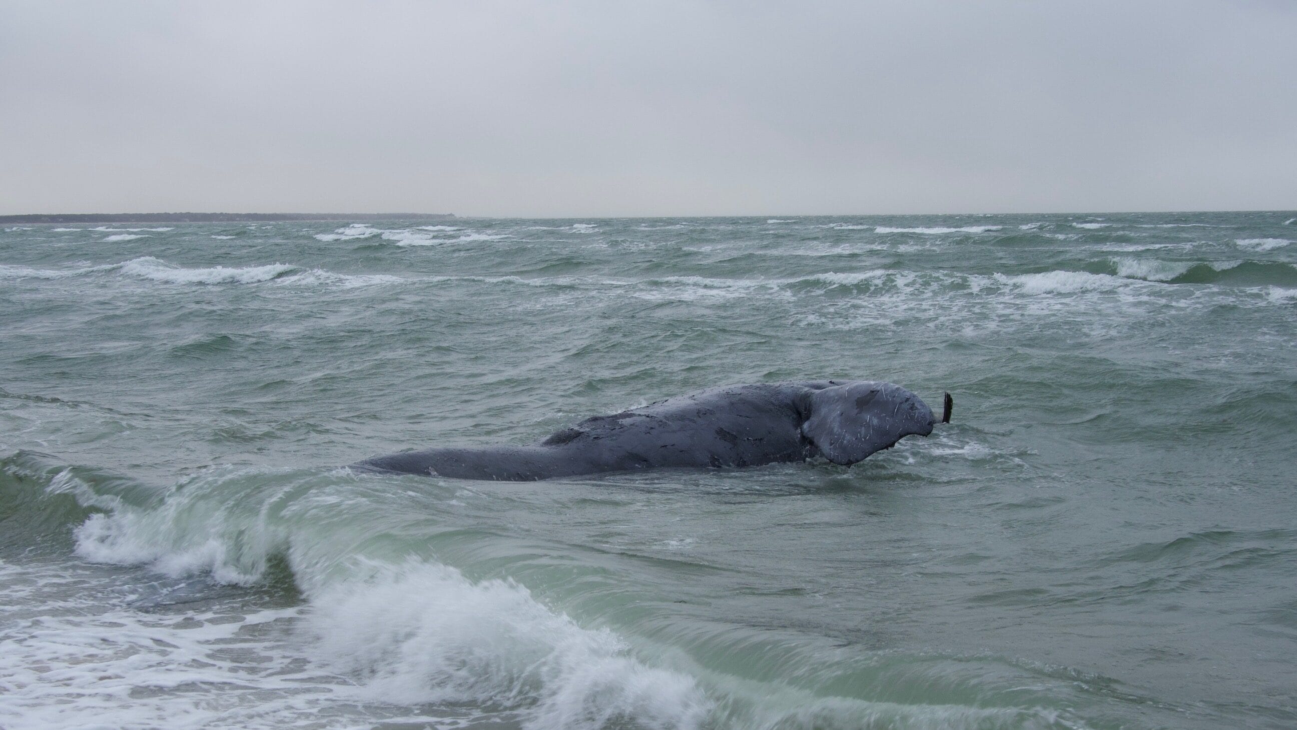 Deceased female North Atlantic right whale. Credit: Woods Hole Oceanographic Institute/Michael Moore. Taken under NOAA Permit # 24359.