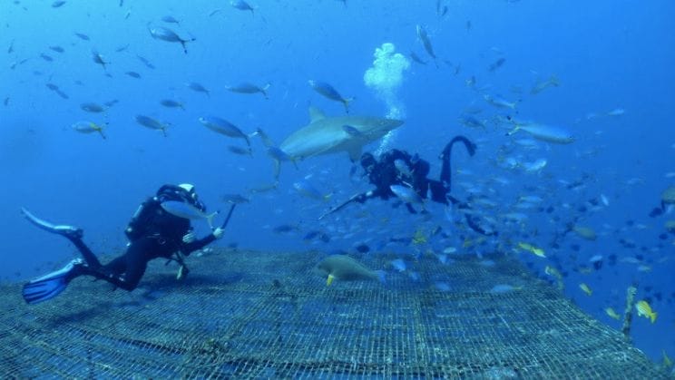 two divers swim with sharks in bright blue ocean