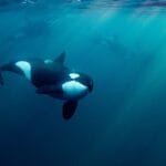 orca whale under the sea - not bored as hunting for herring