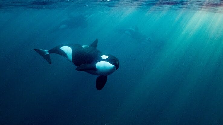 orca whale under the sea - not bored as hunting for herring