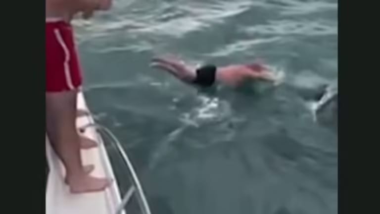 new-zealand-man-filmed-trying-to-body-slam-orca.jpg