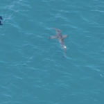 aerial view of hamerhead shark in water