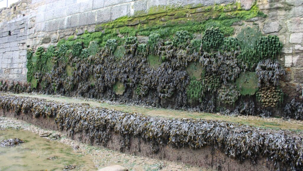 seaweed and other growth on a sea wall where living seawall installations have taken place - image shows the difference between walls which have - and have not - had remedial action undertaken