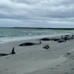 Whales stranded on Orkney island beach British Divers Marine Life Rescue