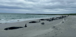 Whales stranded on Orkney island beach British Divers Marine Life Rescue