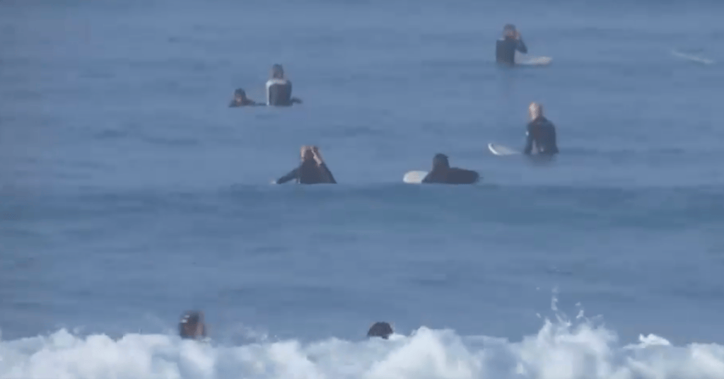 Surfers in South Africa brave the rabies / seal infected waters