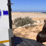 A South African seal - which might have rabies - on a beach next to a van