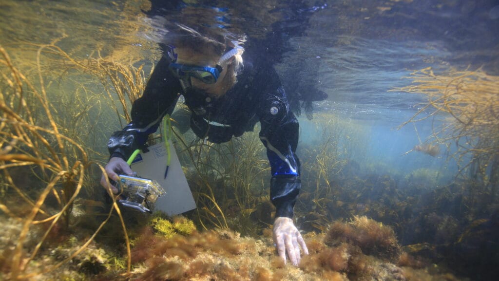 Scuba diver underwater in fossil forest