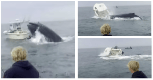 Three images show whale breaching from water then crashing down onto fishing boat in New Hampshire