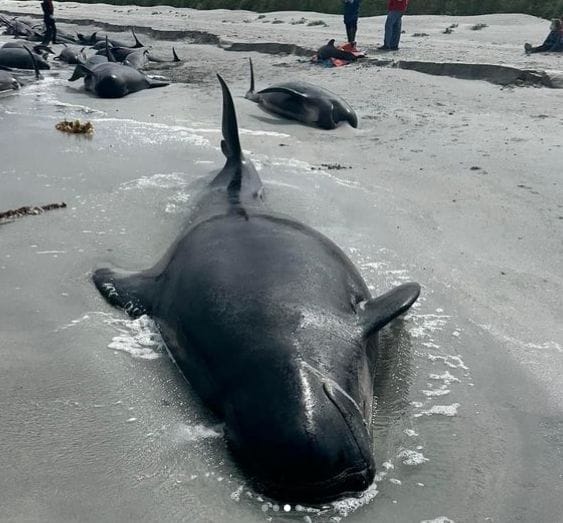 whale stranded on sand on one of Orkney islands as circa 77 die in pod