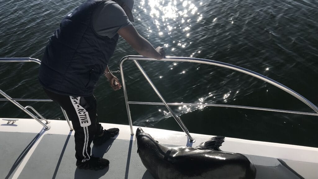 A skipper tries to entice a seal of his boat with a handful of fish in Namibia