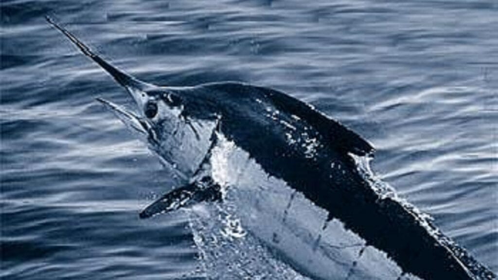 An Atlantic blue marlin. Image courtesy of NOAA - Gardieff S, via Wikimedia.